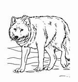 Wolf Coloring Pages Animal sketch template