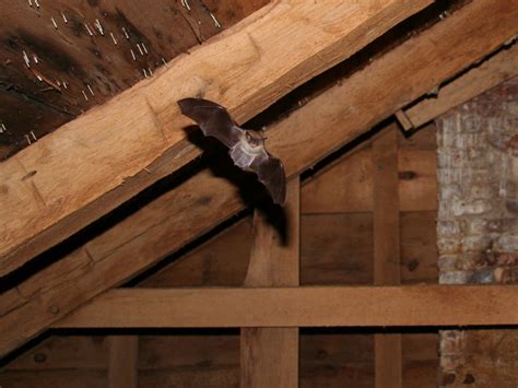 bats    attic