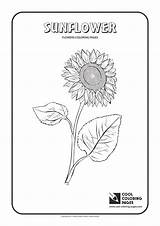 Coloring Sunflower Pages Cool Flowers Print Plants sketch template