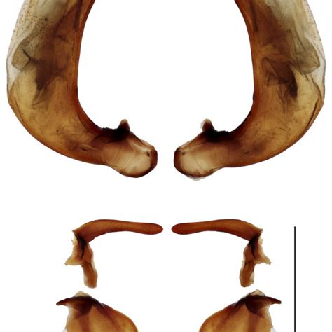 pterostichus mariamae sp nov holotype male genitalia download