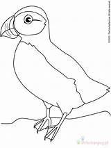 Puffin Oiseaux Macareux Ptaki Oiseau Coloriages Colorat Uccelli Kolorowanki Pasari P51 Colorare Animali Kolorowanka Dzieci Dla Planse Colorier Primiiani Desene sketch template