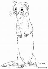 Ferret Drawing Coloring Pages Getdrawings Footed sketch template