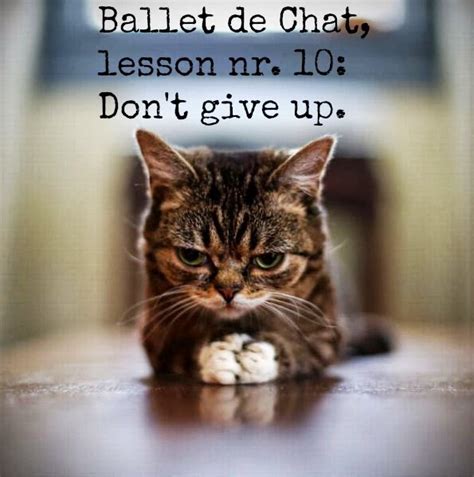 pointe til  drop ballet de chat  lessons