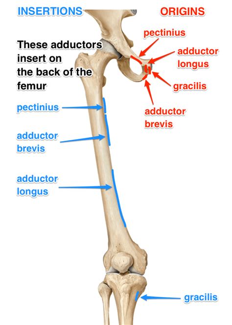 Adductors What Are The Adductor Muscles Attachments And