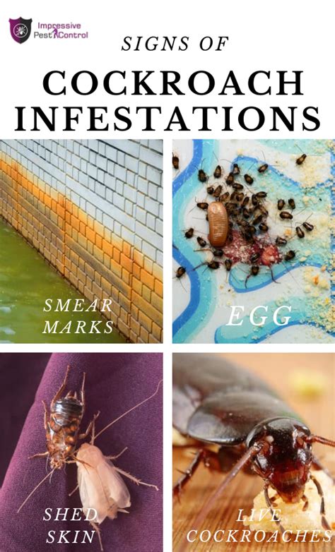 signs of cockroach infestations infestations cockroaches how to get rid