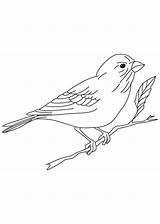 Coloring Finch Pages Sparrow Smallest Classical Color Drawings Kids Popular sketch template