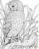 Owl Coloring Pages Printable Color Perched Realistic Owls Adults Birds Drawing Sheets Supercoloring Clipart Tablets Ipad Compatible Android Version Click sketch template