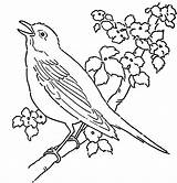 Bird Coloring Pages Birds Canary Tree Printable Singing Color Rainforest Drawing Bluebird Eastern Cuckoo Adult Print Cute Getdrawings Getcolorings Bunch sketch template