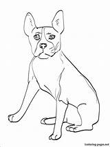 Terrier Coloring Boston Pages Yorkshire Drawing Russell Jack Getcolorings Getdrawings Homey Idea Popular Printable sketch template