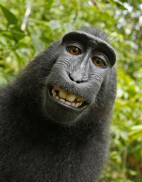 macaco rouba camera  faz autorretrato alo terra