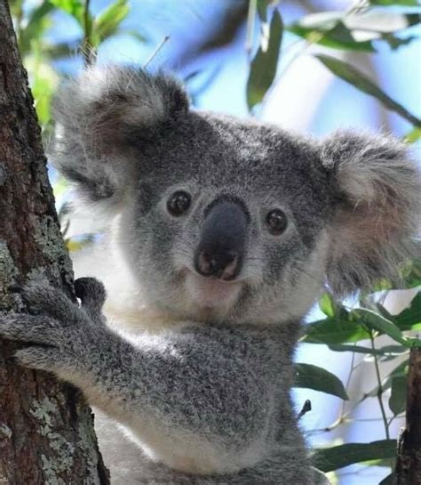 koala lovers  instagram   follow  atkoalazone