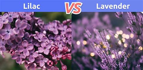 lilac  lavender   difference  benefits bitdifference