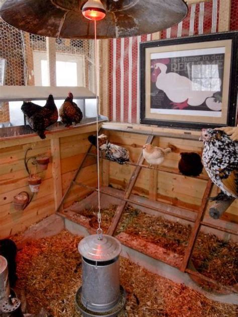 roosting bars    chickens  perch