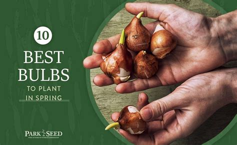 bulbs  plant  spring park seed