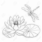 Dragonfly Lilies Seerose Libellula Ninfea Libelle 123rf sketch template
