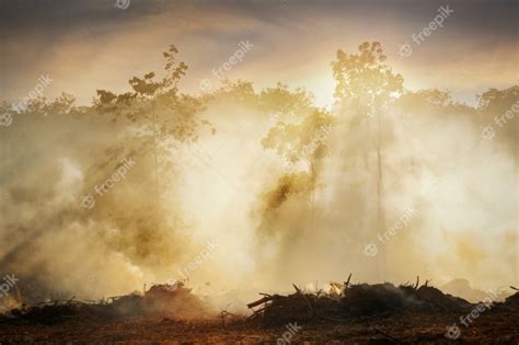 deforestation  rainforest  asia smoke  air pollution  agricultural burning farm