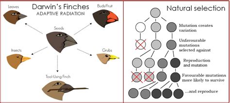 Finches Beaks The Letter Of Recomendation