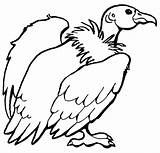 Condor California Coloring Pages Links Fun Clipart Categories sketch template