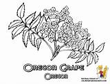 Grape Idaho sketch template