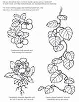 Coloring Pages Asu Askabiologist Medicine Worksheet Biologist Ask Worksheets Template Cycle Life Nature sketch template
