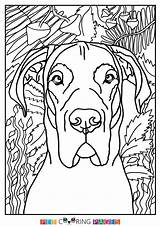 Great Dane Coloring Pages Printable Template Danes Moose sketch template