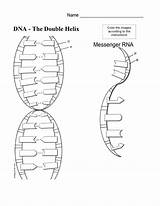 Dna Helix Coloring Double Worksheet Drawing Replication Labeled Color Sheet Diagram Paintingvalley Structure Pages Chessmuseum Comments Use sketch template