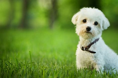 top  small dog breeds petmd petmd