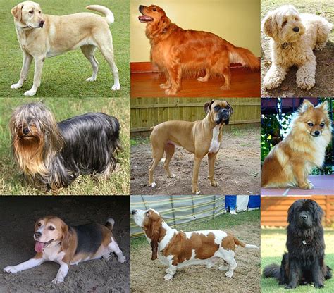 distintas razas de perros sabias