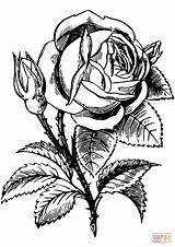 Colorir Rosen Desenhos Trandafir Salbatic Stampare Ausdrucken Botany Supercoloring Malvorlagen Luther Openclipart Zentangle sketch template