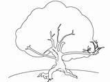Baum Malvorlage sketch template