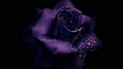 Purple Rose In Black Background Hd Purple Wallpapers Hd