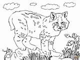 Bobcat Coloring Pages Cute Printable Drawing Color Bobcats Realistic Clipart Getcolorings Print Supercoloring Getdrawings Categories Silhouettes sketch template