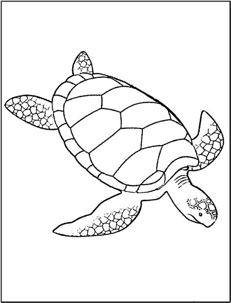 printable turtle coloring pages  kids animal coloring pages