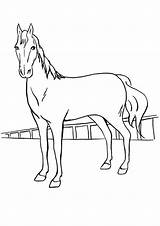 Poulain Horse Tegninger Heste Momjunction Colorir Hest Cavalos sketch template