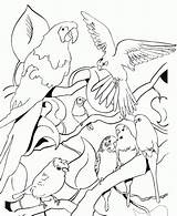 Aves Pintar Passarinhos Volando Cortar Pegar Loros Laminas Colorearrr Colonia Reconocer Escuchar Silvestres Pajaros Carnaval Animais sketch template