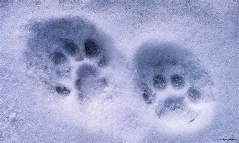 bobcat tracks  snow pawlet vermont photographs  ryan van meter