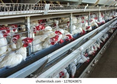 modern chicken farm breeding white chickens stock photo  shutterstock