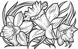 Daffodil Narciso Simple Narcisos Colorironline sketch template