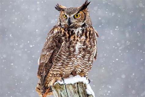 interesting facts  great horned owls