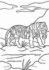 Tiere Wilde Tigerbaby Malvorlagen sketch template