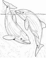 Dolphin Coloring Pages Dolphins Drawing Sea Two Realistic Fish Printable Draw Ocean Bottlenose Colouring Animals River Drawings Adult Mammals Books sketch template