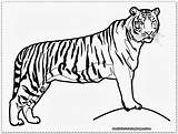 Coloring Pages Tiger Masha Realistic Kids Getcolorings Color Template sketch template