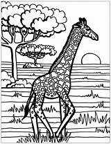 Giraffe Colorir Girafa Colorare Girafe Jirafas Giraffen Disegni Giraffes Adulti Erwachsene Malbuch Savane Selvagem Giraffa Coloriages 2214 Lignes Girafes Milieu sketch template