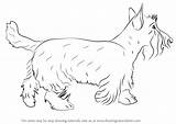 Draw Dog Scottie Drawing Dogs Step Drawings Learn Paintingvalley Tutorials sketch template