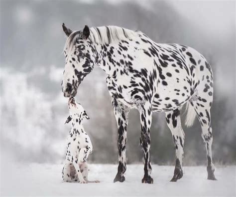 images  leopard appaloosa horses  pinterest