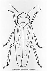 Leafhopper Coloring Drawing Designlooter 49kb 1024px Koppert Biological Systems sketch template