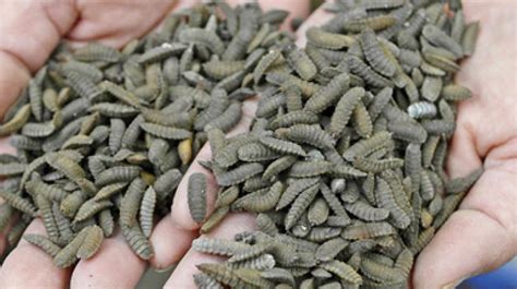 maggots save homeless man  life threatening infection  cleaning