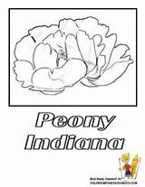 Coloring Peony Pages Flower State Mistletoe Iowa Getdrawings Getcolorings sketch template