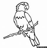 Parrot Coloring Animals Endangered Pages Lorikeet Rainbow Clipart Drawing Colouring Outline Imperial Online Cliparts Drawings Panda Thecolor sketch template