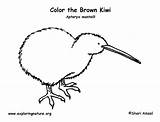 Kiwi Coloring Brown sketch template